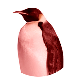 Red Penguin